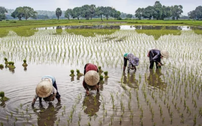 Climate Shocks Increasing Risk of NPAs in Micro-Finance Sector: Report